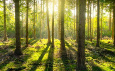 foret